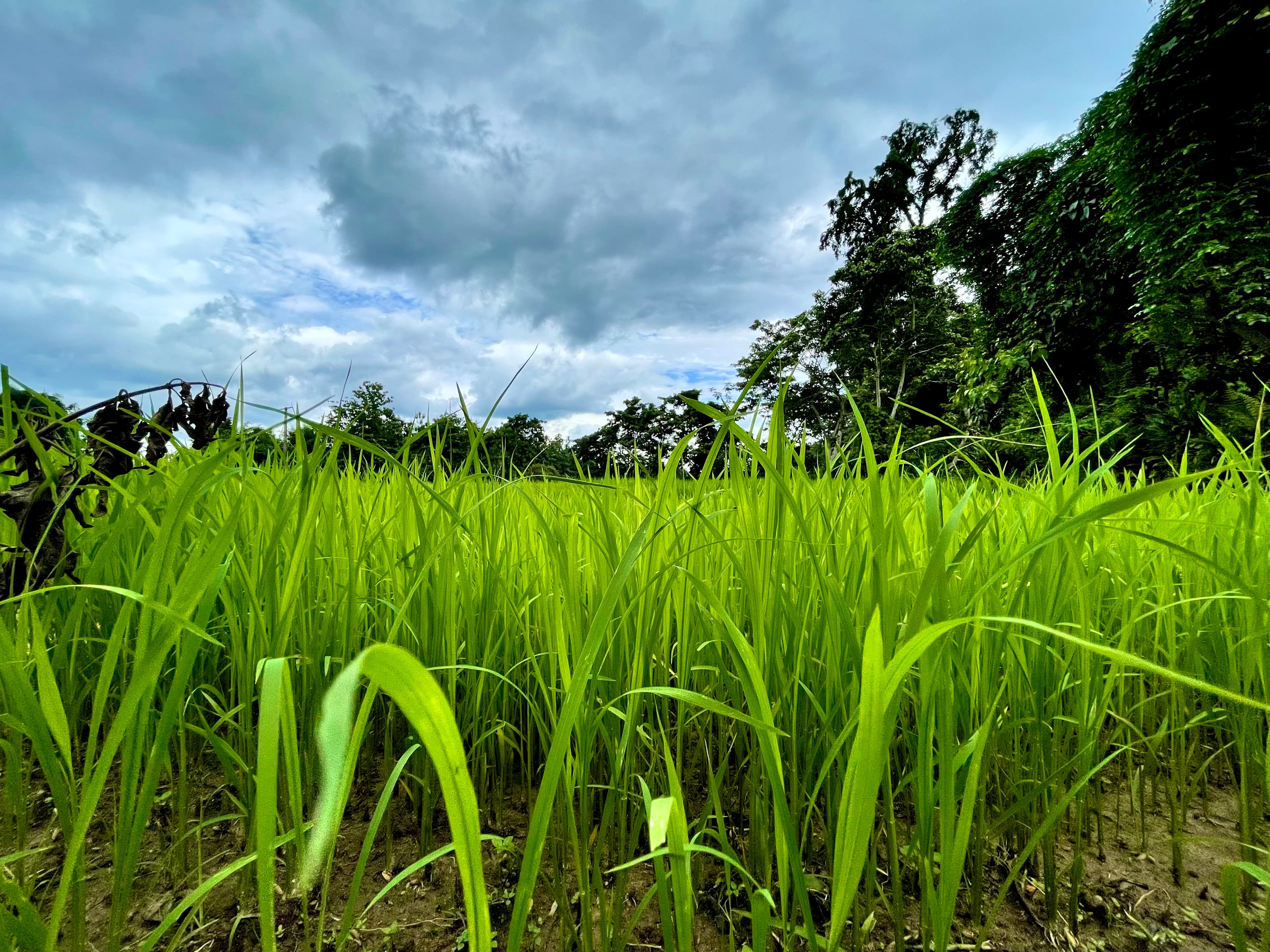 Green paddy field landscape